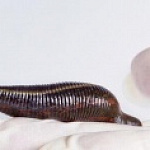 ПИЯВКИ ЛЕЧАТ ПОСЛЕДСТВИЯ КОРОНАВИРУСА ПИЯВКИ ЛЕЧАТ ПОСЛЕДСТВИЯ КОРОНАВИРУСА