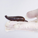 Гирудотерапия