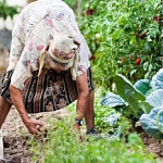 ПОЧЕМУ БОЛИТ СПИНА ПОСЛЕ ОГОРОДА? ПОЧЕМУ БОЛИТ СПИНА ПОСЛЕ ОГОРОДА?